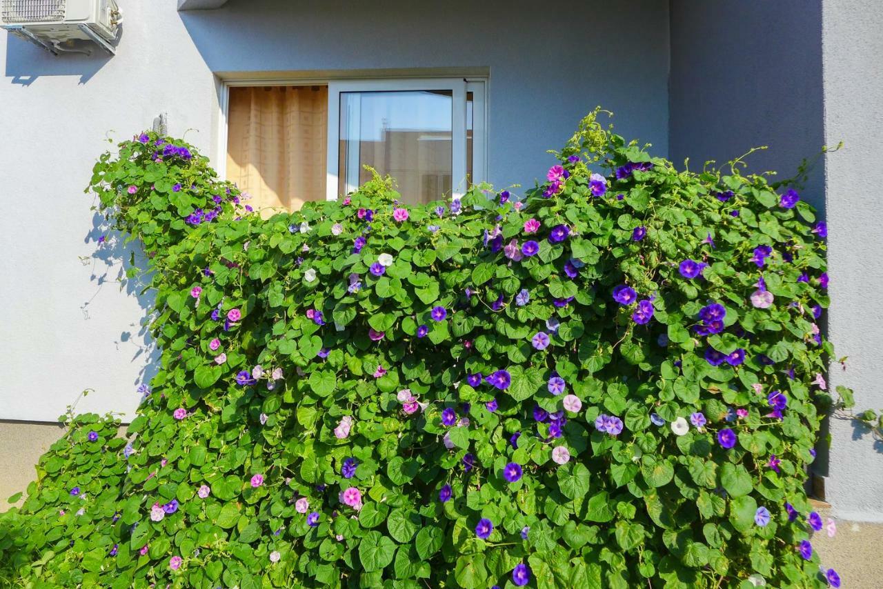 Alise Apartman Bar Kültér fotó